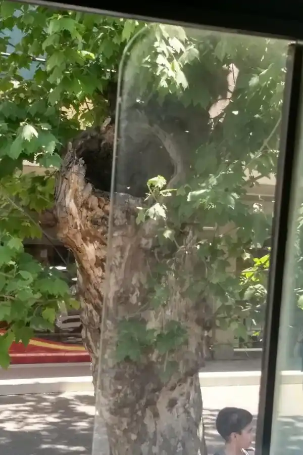 Siguen los animales sueltos en la ruta a El Siambón