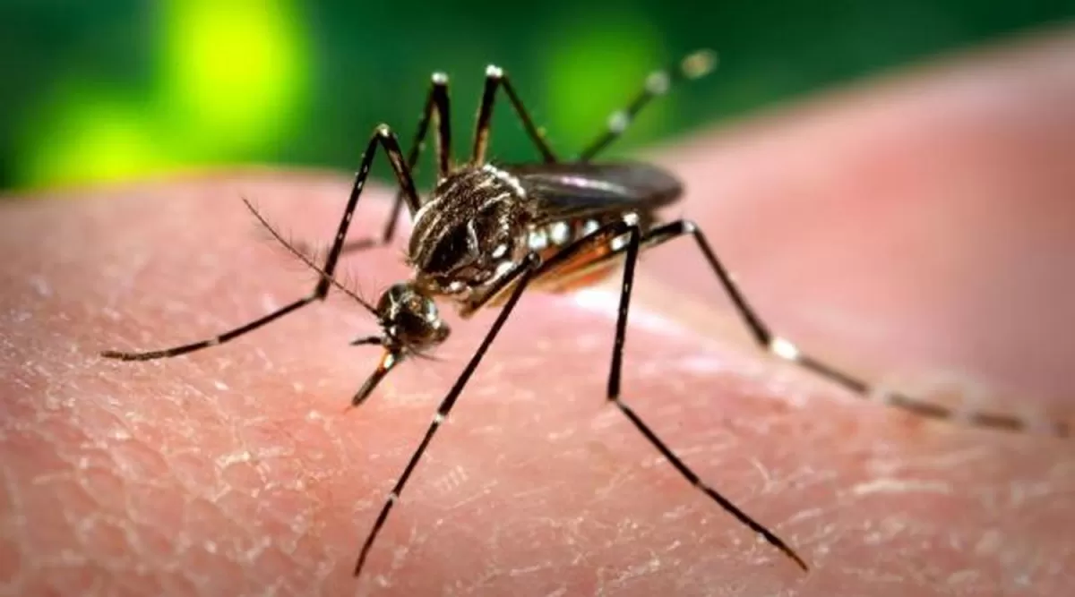 AEDES AEGYPTI. El mosquito transmisor del Dengue.