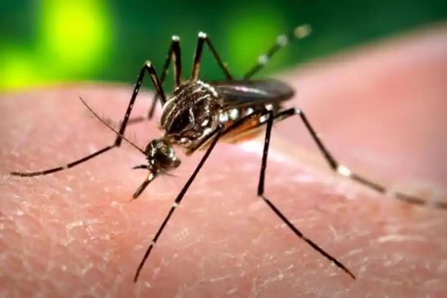 AEDES AEGYPTI. El mosquito transmisor del Dengue.