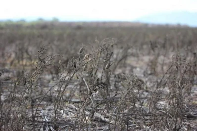 Productores de trigo y garbanzo, que tendrían un ciclo de quebranto, piden la emergencia provincial