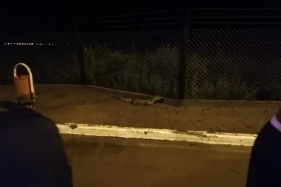 Como en Tucumán: un yacaré generó sorpresas en la costanera de Termas de Río Hondo