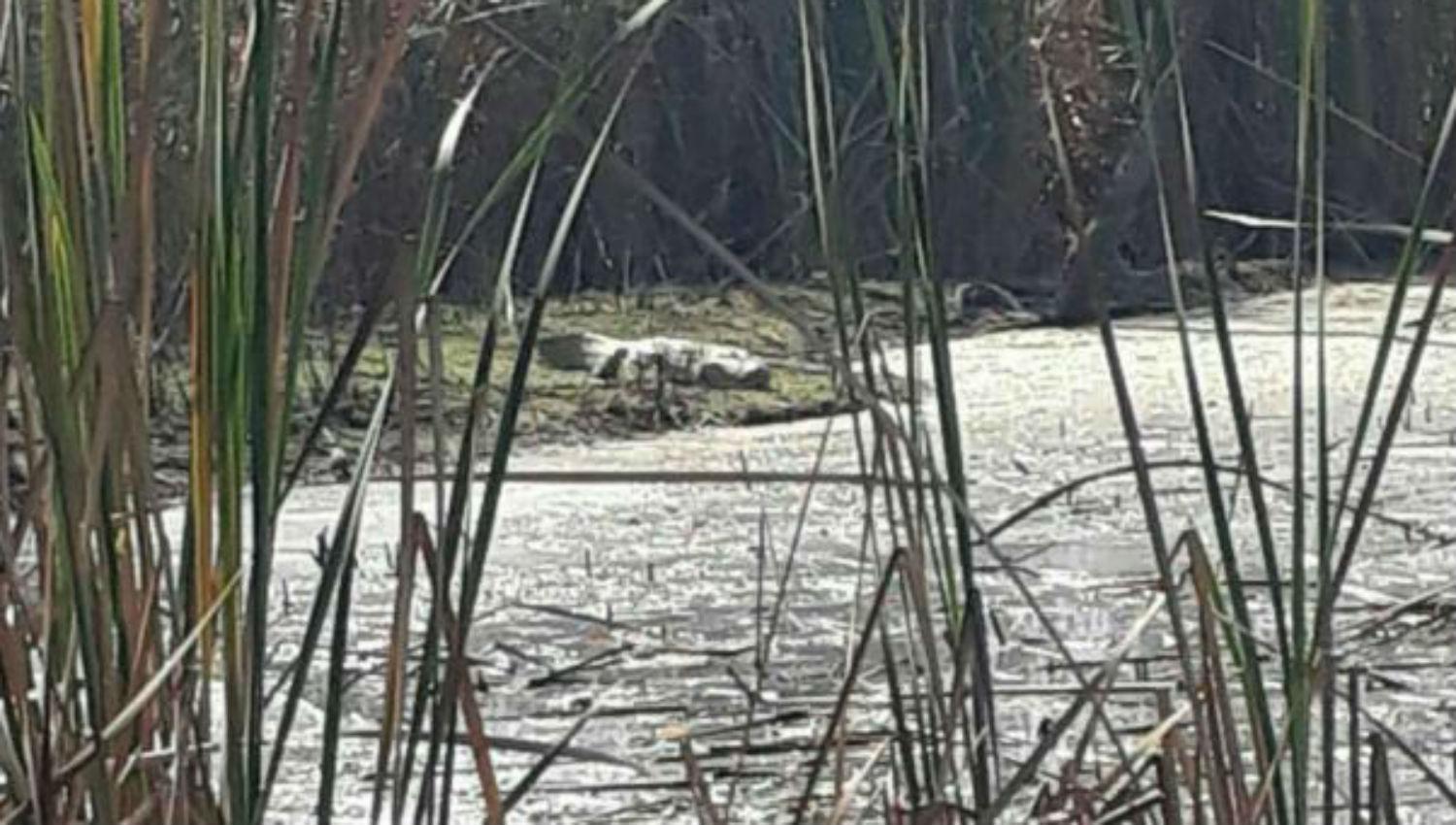 Como en Tucumán: un yacaré generó sorpresas en la costanera de Termas de Río Hondo