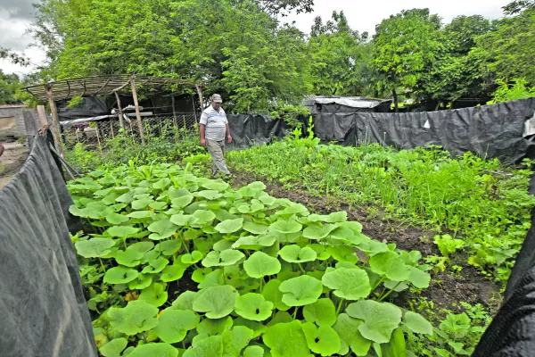 Producir en casa es un alivio para la economía doméstica