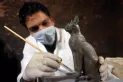 Hallan decenas de milenarias momias de gato en Egipto