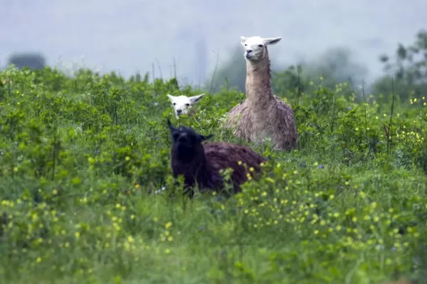 Por qué las llamas pueden combatir la gripe