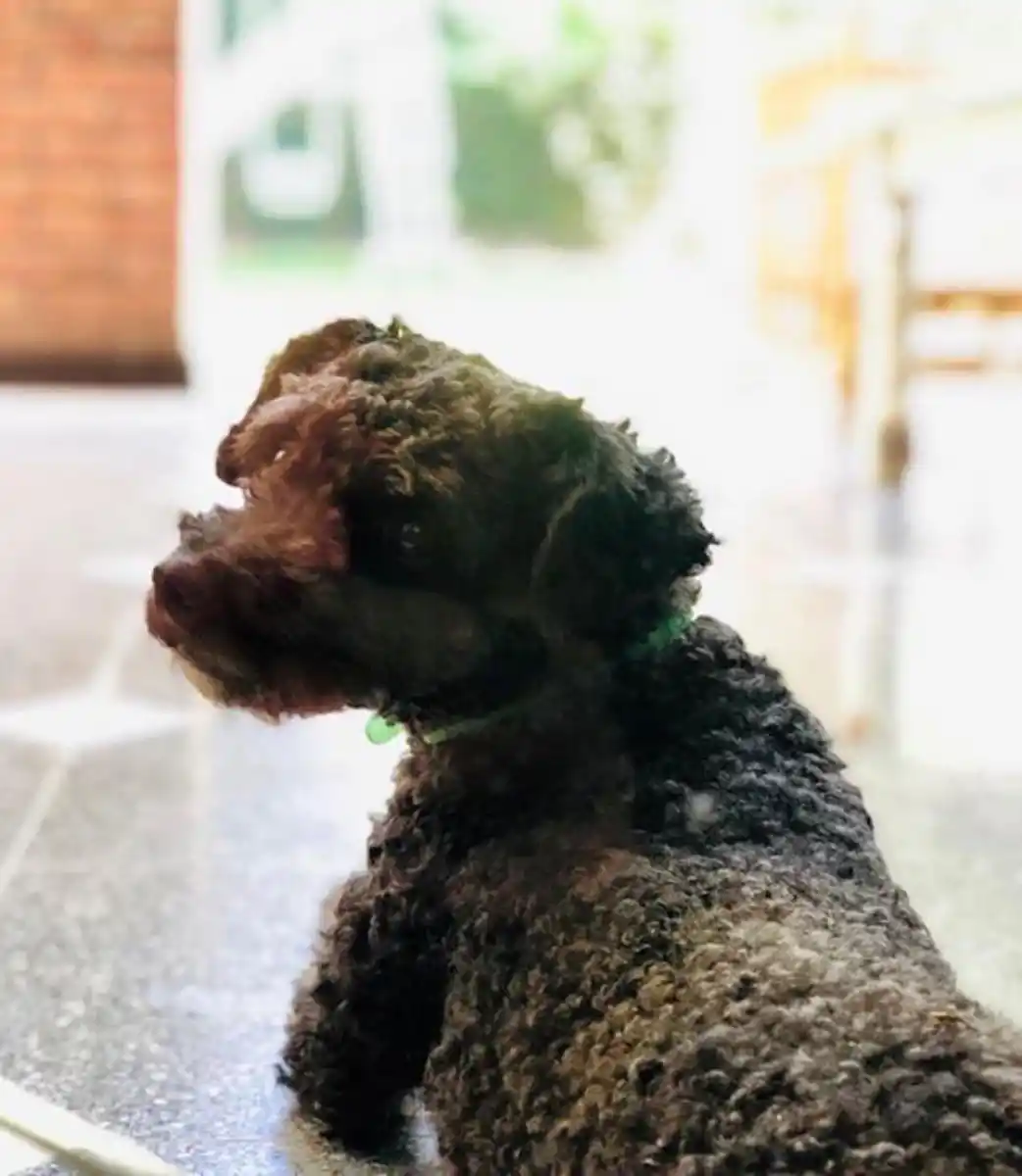 Video: así robaron una perrita de una casa en Yerba buena