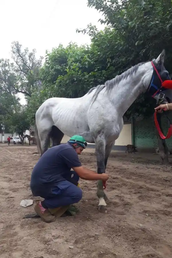 SACANDO LAS VENDAS. Pedro Nieva cumple la función de peón-vareador y trabaja con los ejemplares que entrena su papá. la gaceta / foto de carlos gustavo chirino