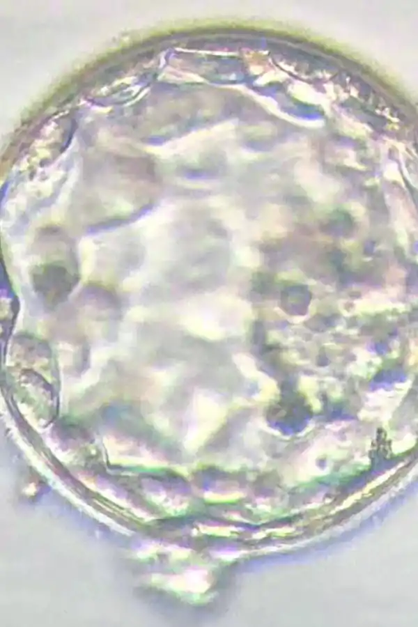 3. Embrión en el quinto día.