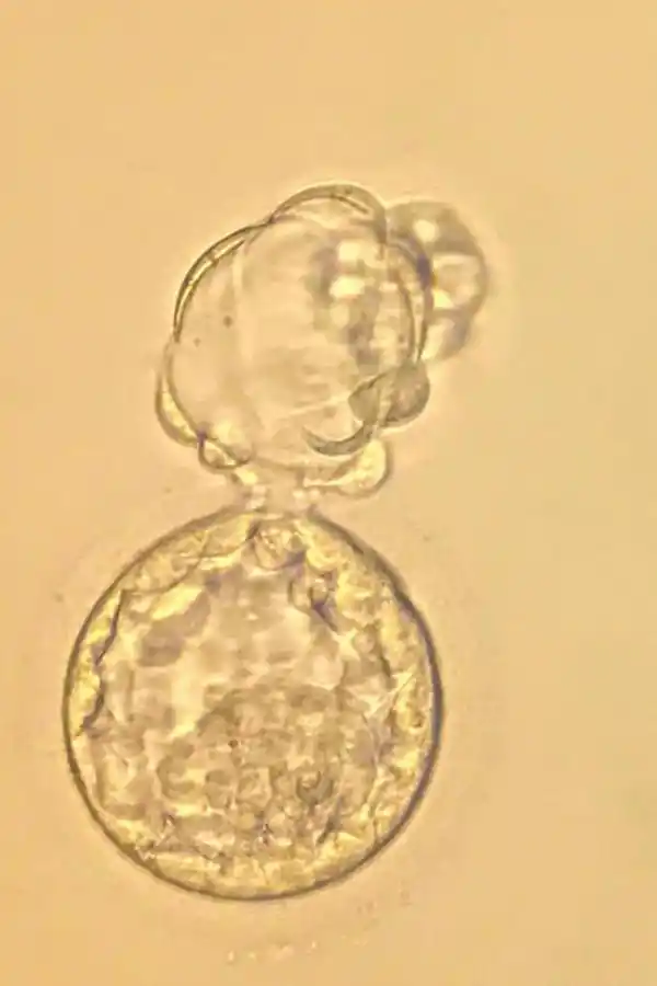 3. Embrión a 6 eclosionando