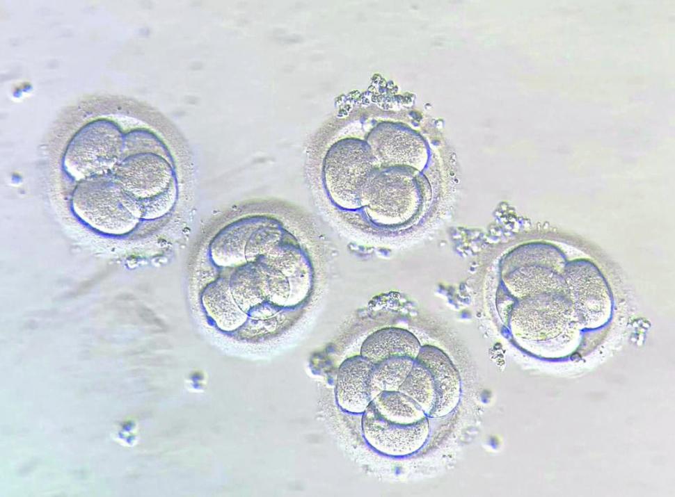 2. Embrión en el tercer día de vida.