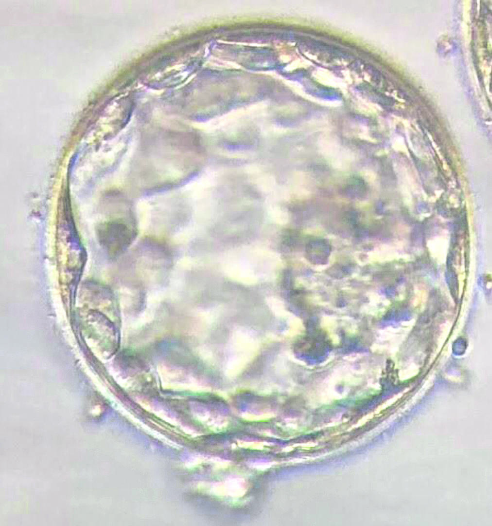 3. Embrión en el quinto día.