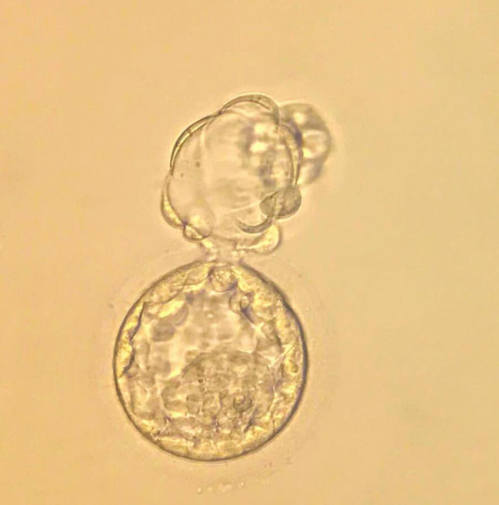 3. Embrión a 6 eclosionando