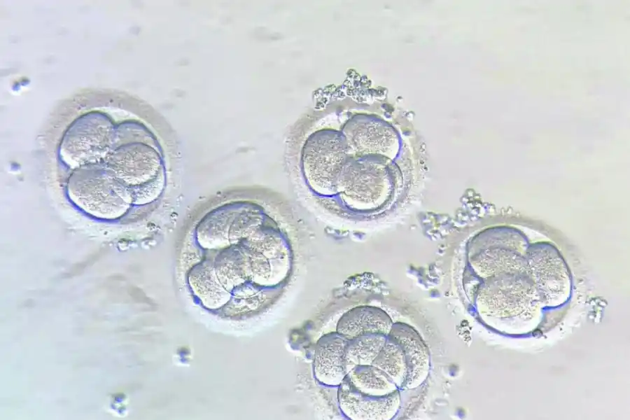 2. Embrión en el tercer día de vida.