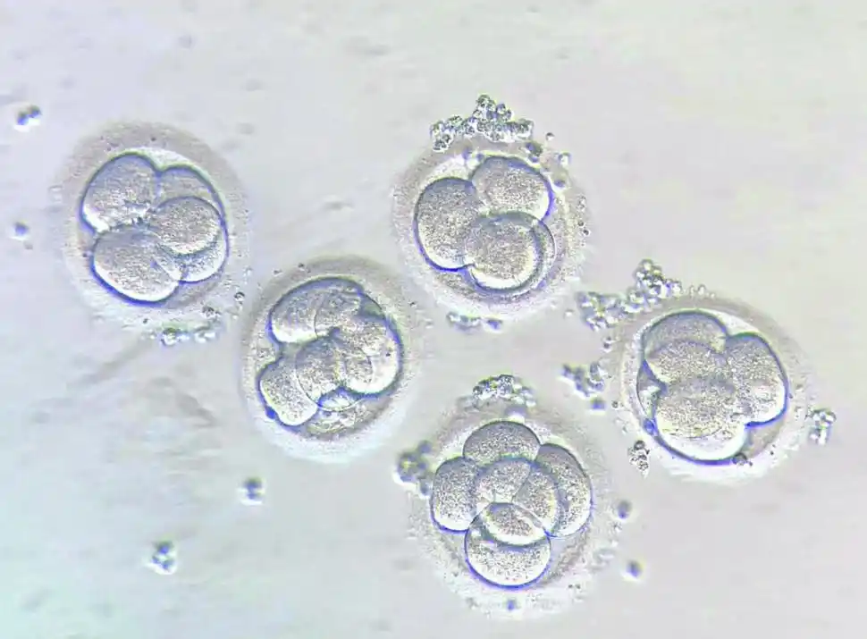 2. Embrión en el tercer día de vida.