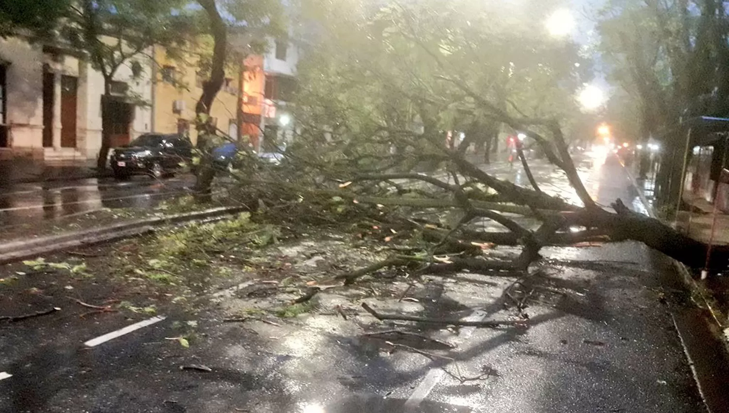 MANO CORTADA. Las ramas del añejo árbol mantienen interrumpido el tránsito por la mano este de la avenida Sáenz Peña al 100.