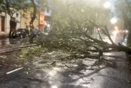 Las tormentas provocaron la caída de árboles en la ciudad