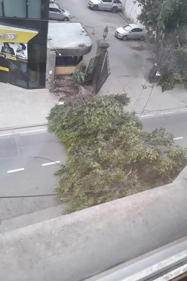 Calles cortadas, árboles caídos y techos derribados por el fuerte viento
