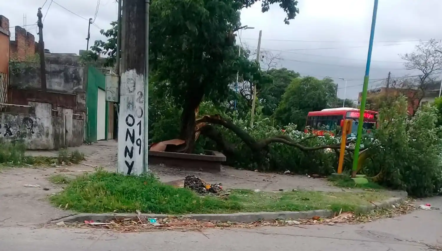ÁRBOL CAÍDO. Avenida Independencia y Jujuy.