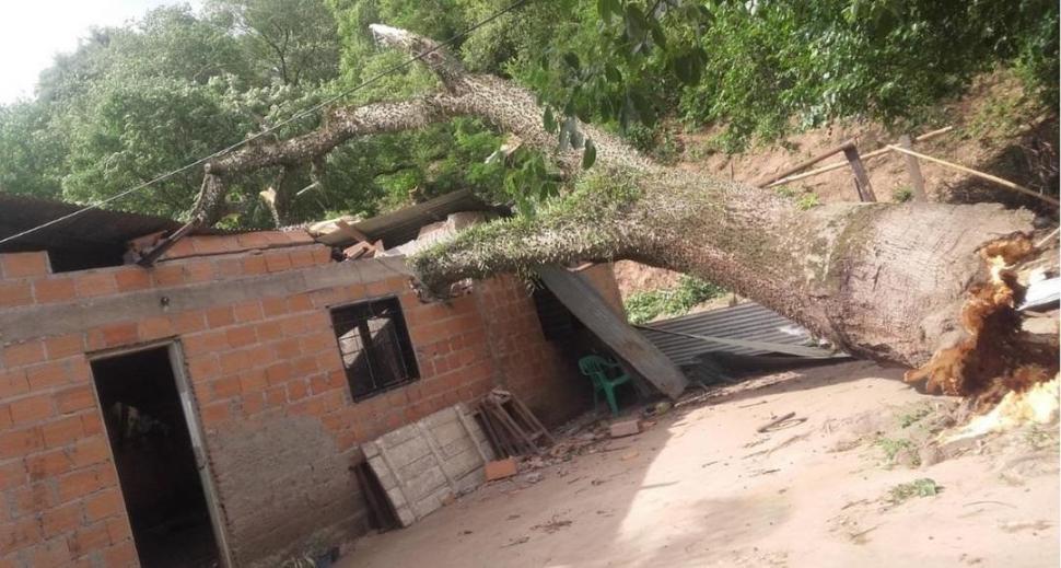 TEMPORAL. En El Cadillal un árbol aplastó una casa y le produjo severos daños.