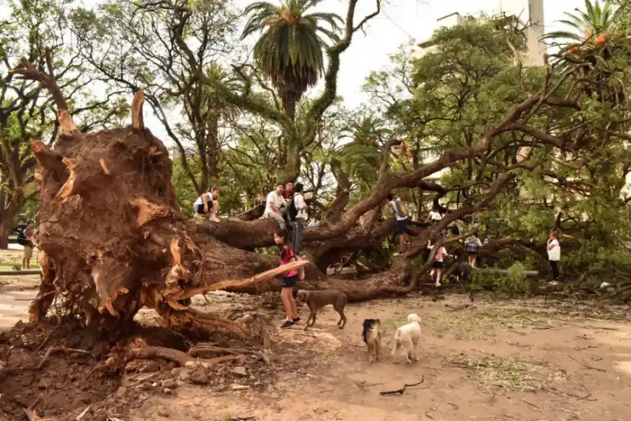 TEMPORAL. Una enorme tipa cayó en la plaza San Martín y se convirtió en el atractivo del día. 