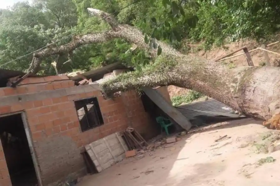 TEMPORAL. En El Cadillal un árbol aplastó una casa y le produjo severos daños.