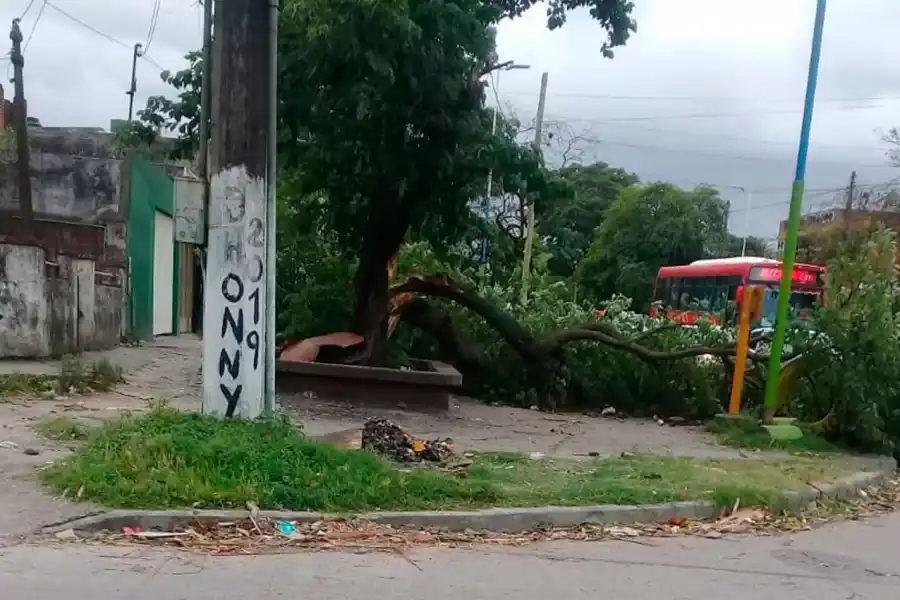 ÁRBOL CAÍDO. Avenida Independencia y Jujuy.