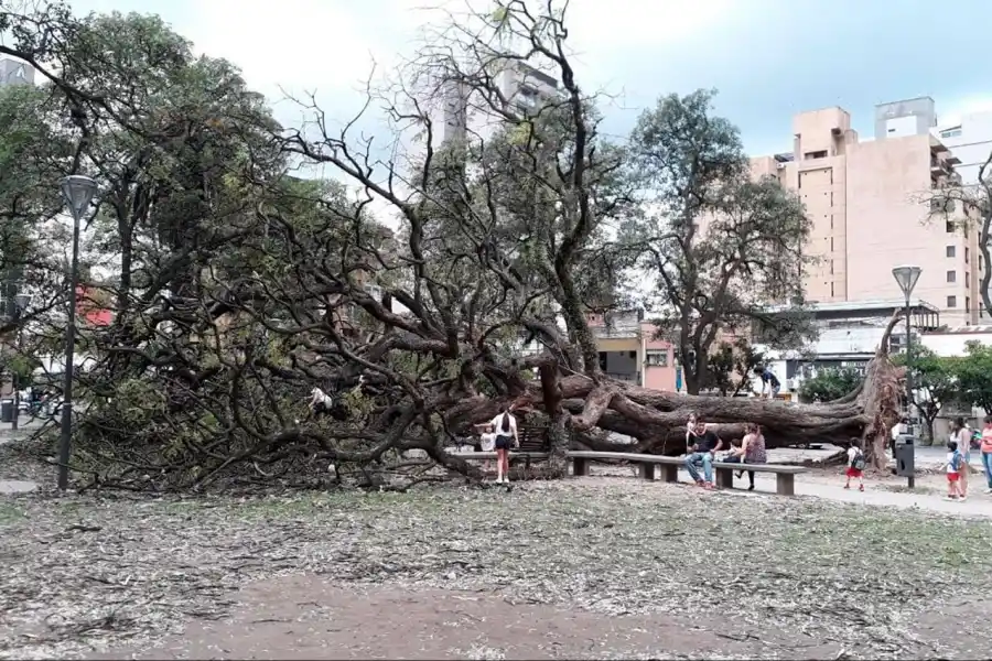 TEMPORAL. Árbol caído en plaza San Martín. 