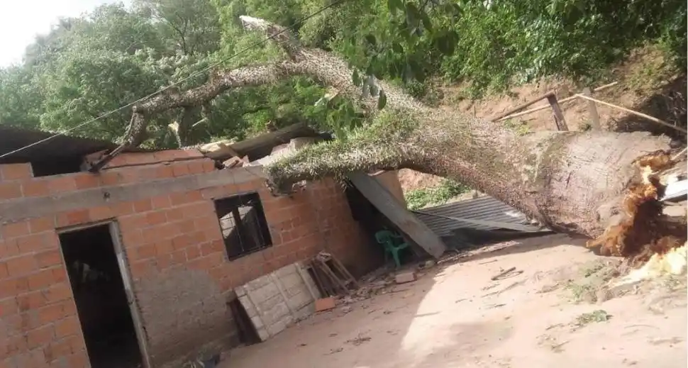 TEMPORAL. En El Cadillal un árbol aplastó una casa y le produjo severos daños.