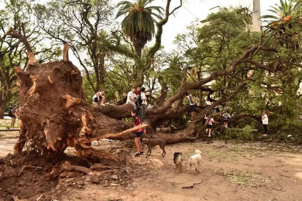 TEMPORAL. Una enorme tipa cayó en la plaza San Martín y se convirtió en el atractivo del día. 