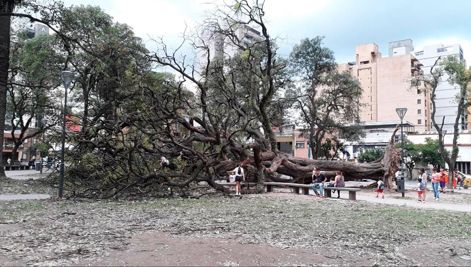 TEMPORAL. Árbol caído en plaza San Martín. 