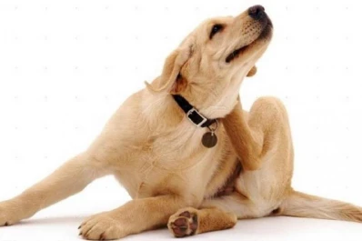 Ojo con las garrapatas: cómo tratar a tu mascota y desinfectar la casa