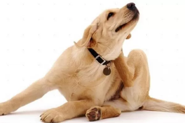 Ojo con las garrapatas: cómo tratar a tu mascota y desinfectar la casa