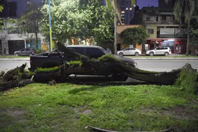 Un árbol cayó sobre una camioneta y le destrozó el parabrisas