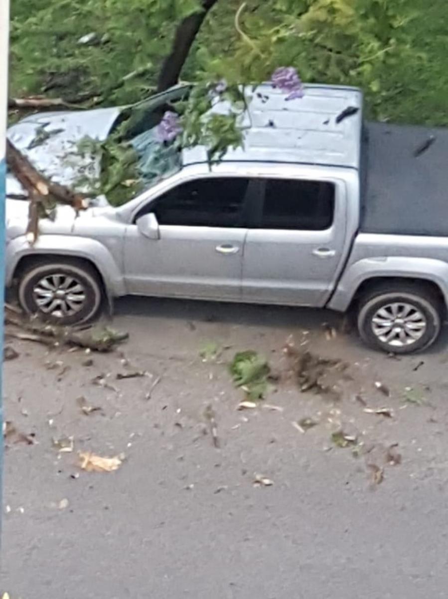 Un árbol cayó sobre una camioneta y le destrozó el parabrisas