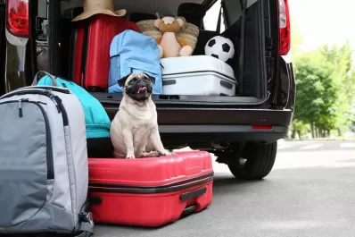 Todo lo que tenés que saber si querés viajar con tu mascota