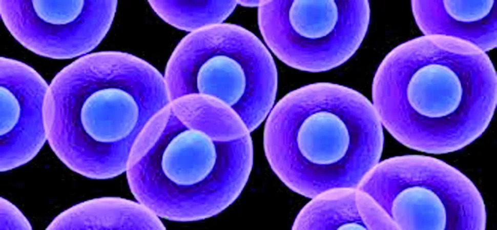 CÉLULAS MADRE. Cuando mutan en células tumorales generan producción descontrolada de células sanguíneas. 