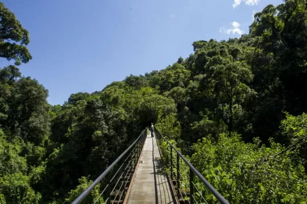 Bosques: ¿los tucumanos podremos alcanzar los Objetivos de Desarrollo Sostenible?