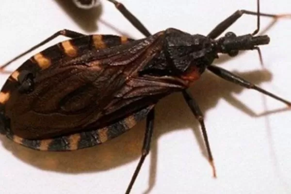 Premiaron a un egresado de la UNT por investigaciones sobre diagnóstico del Chagas