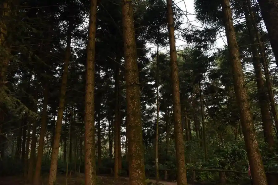 HORCO MOLLE. La imagen corresponde al Jardín Botánico. LA GACETA / FOTO DE ANALÍA JARAMILLO.-