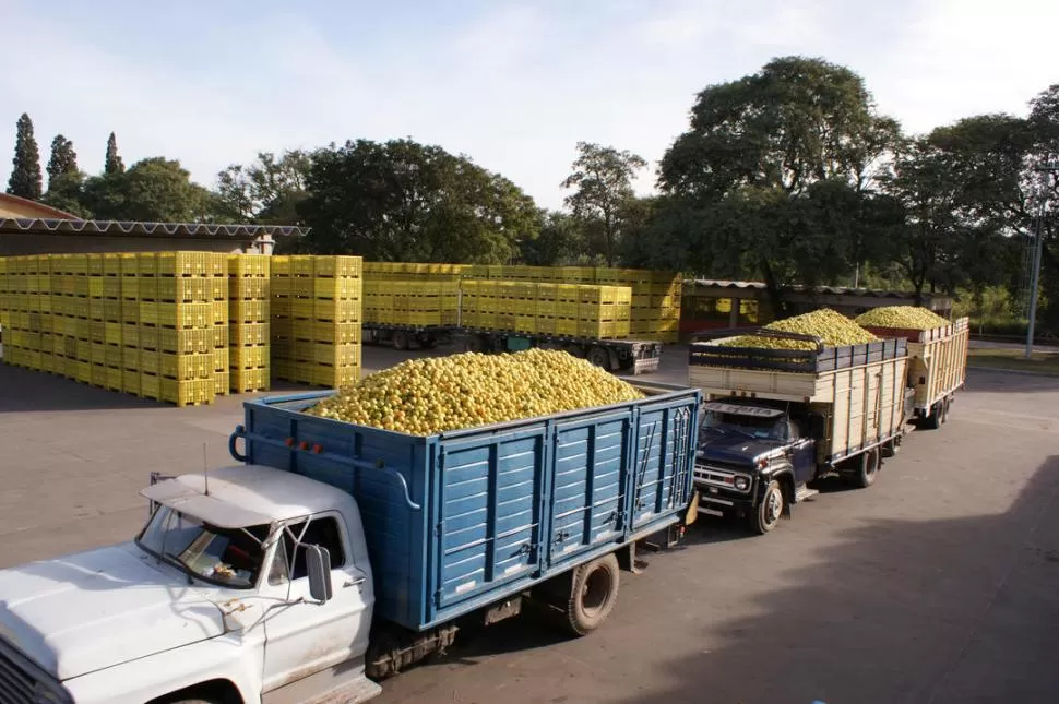 LA LOGÍSTICA. Los camiones llegan a los empaques transportando la fruta que fue cosechada en las fincas de las zonas productivas de Tucumán.  