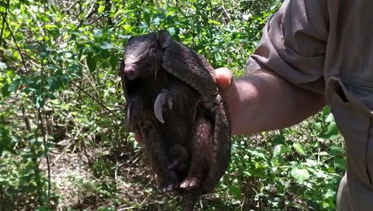 Rescataron tres animales silvestres, los rehabilitaron y los liberaron en su hábitat natural