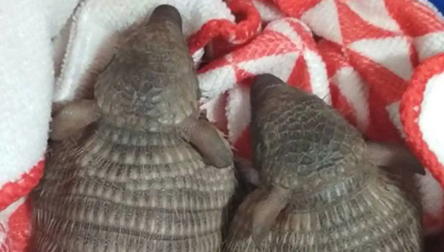 Rescataron tres animales silvestres, los rehabilitaron y los liberaron en su hábitat natural