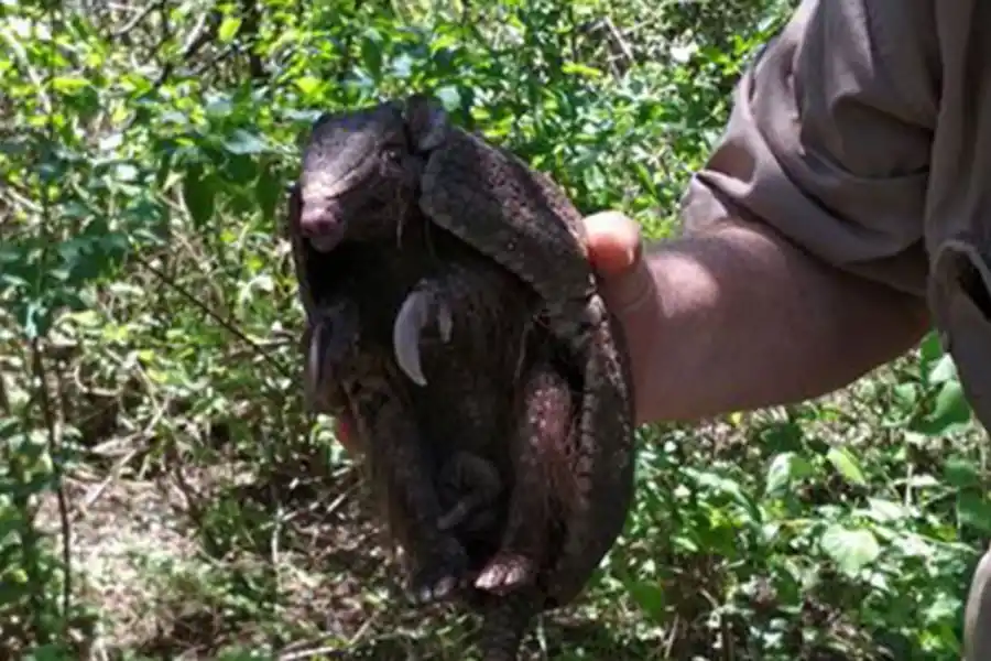 Rescataron tres animales silvestres, los rehabilitaron y los liberaron en su hábitat natural