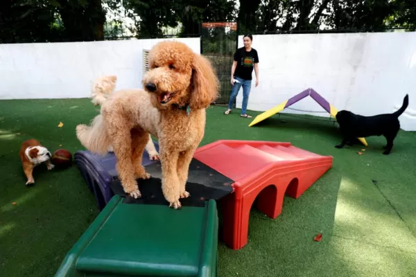 Cuánto sale dejar nuestras mascotas mientras viajamos?