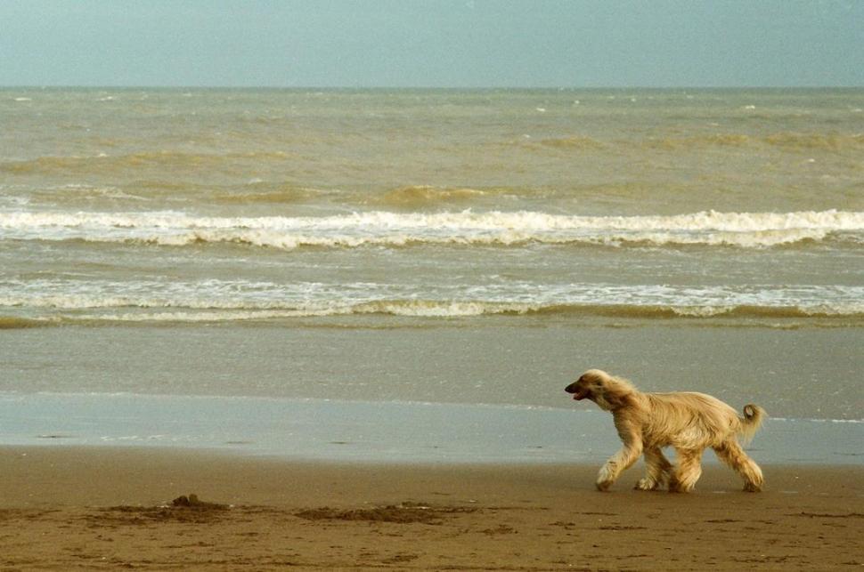 DE VACACIONES CON LAS MASCOTAS. Un perro pasea por una playa; este es un paisaje cada vez más habitual en la Costa argentina. la gaceta / foto de diego araoz 