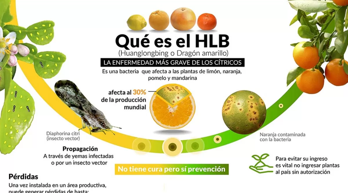Citricultores refuerzan la campaña para evitar el ingreso del HLB