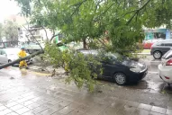 Video: dejó su auto estacionado sobre la avenida Mitre y un árbol le cayó encima