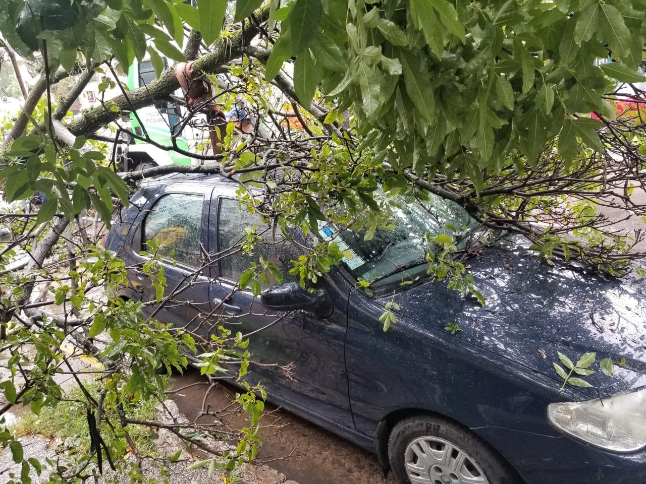 Video: dejó su auto estacionado sobre la avenida Mitre y un árbol le cayó encima