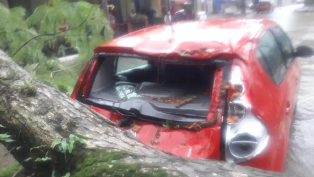 AUTO DESTROZADO A CAUSA DE LA CAÍDA DEL ÁRBOL
