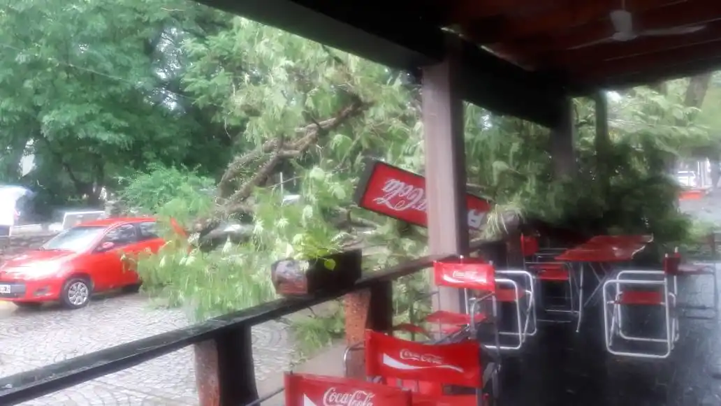 ÁRBOL CAÍDO EN SAN PEDRO DE COLALAO